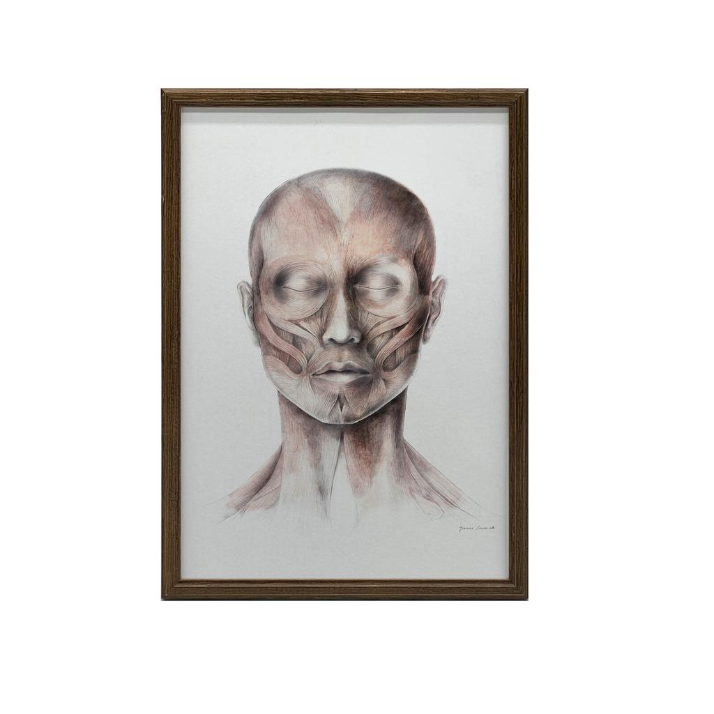 Mięśnie Mimiczne Twarzy - Widok Od Przodu (Norma Frontalis) - Plakat Anatomiczny Mięśnie Mimiczne Twarzy - Widok Od Przodu (Norma Frontalis) - Plakat
