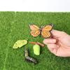 Cycle Insect Animals Simulation Animals Life Cycle Figurine Action Figures Growth Cycle Model