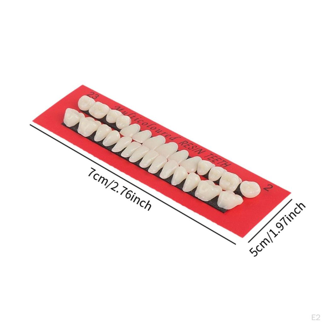 Resin Fake Teeth Complete Replacement for Halloween Education Teaching Model