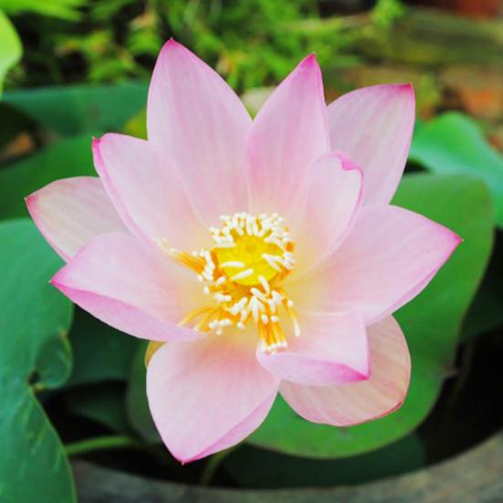 Подставки под стаканы в виде забавных частей тела, термостойкие силиконовые коврики для напитков, подставки под стаканы без содержания бисфенола А