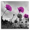 Canvas print, Purple poppy flowers