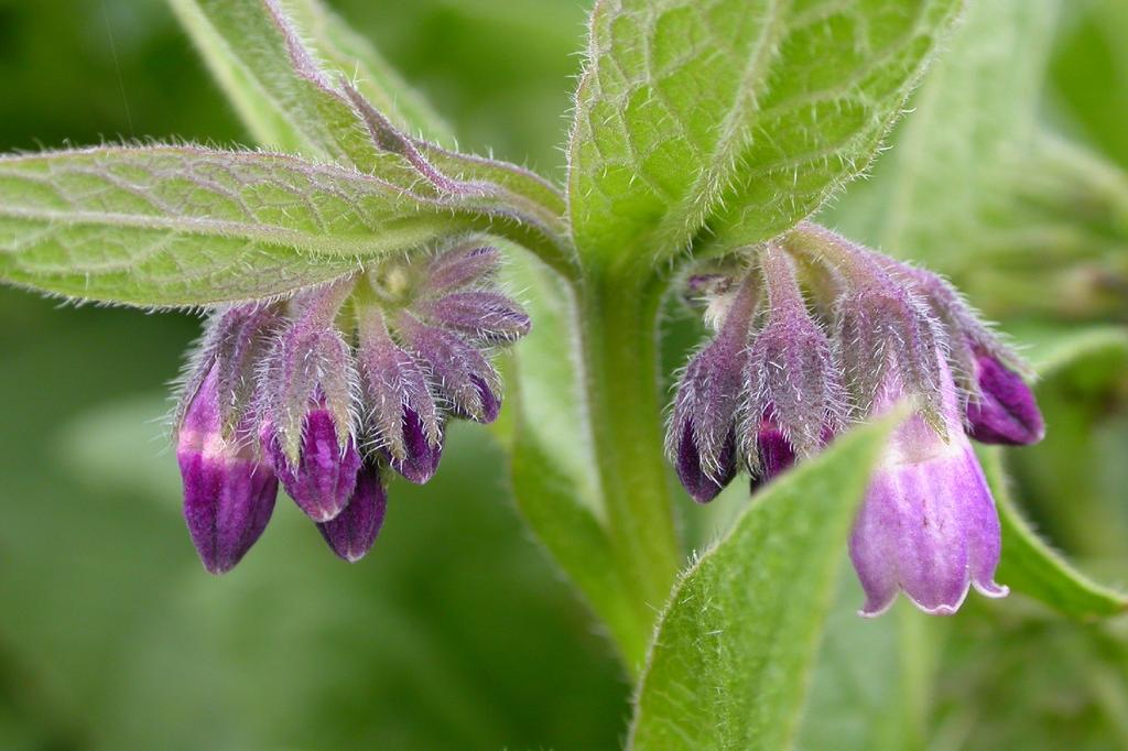 SAFLAX Garden in the Bag - Окопник - 15 семян - С субстратом в подходящем стоячем пакете - Symphytum officinale