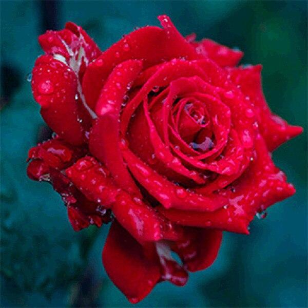 5D Алмазная мозаика "Роза" в ассортименте 50x50см