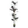 Artificial Plant Tree Lifelike Potted Faux Floor Plant for Home Office Living Room Indoor Decor 1.8m   5.9ft