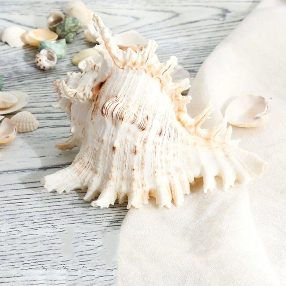 Large Natural Large Conch Shell 10-16cm Conch Shells Crafts Statue Fish Tank Decor  Home