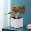 Square Plastic Desktop Flower Pot for Home and Office Gardening