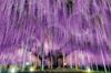 Epoch 1000-Piece Jigsaw Puzzle, Ashikaga's Wisteria - Tochigi (50x75cm) 09-050s, Includes Glue, Spatula, and Score Ticket