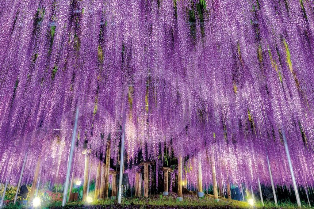 Epoch 1000-Piece Jigsaw Puzzle, Ashikaga's Wisteria - Tochigi (50x75cm) 09-050s, Includes Glue, Spatula, and Score Ticket