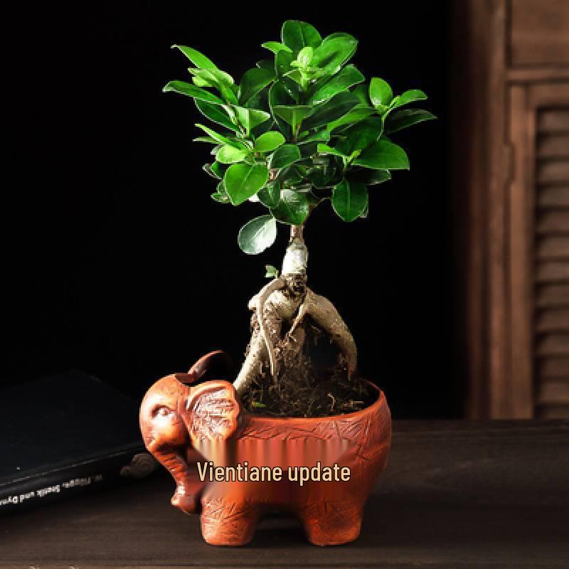 Ficus Microcarpa Bonsai: Evergreen Small-Leaf Zen Indoor Plant