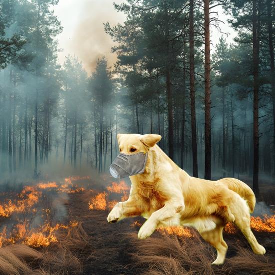 3 Pcs Reusable Dog Air Filter Muzzle Adjustable Anti Dust Dog Face Cushion