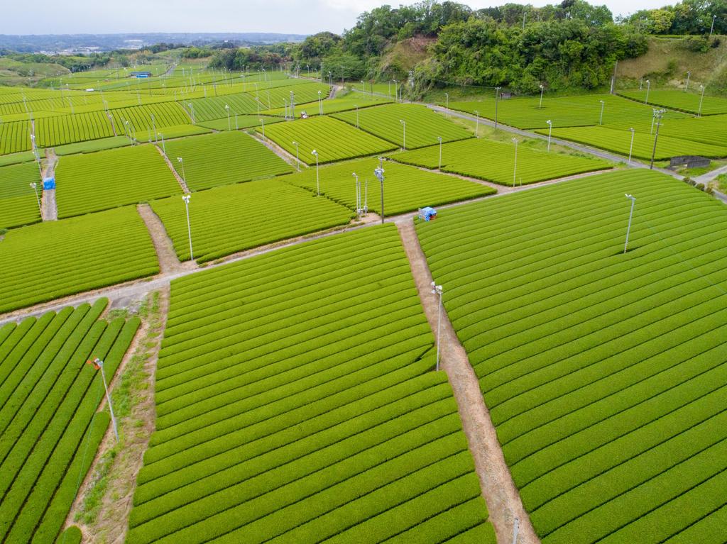 Чай Akahori Shoten Shizuoka Tea Factory Delicious Tea 330 г x 2 шт.