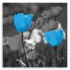 Canvas print, Blue tulips in a meadow