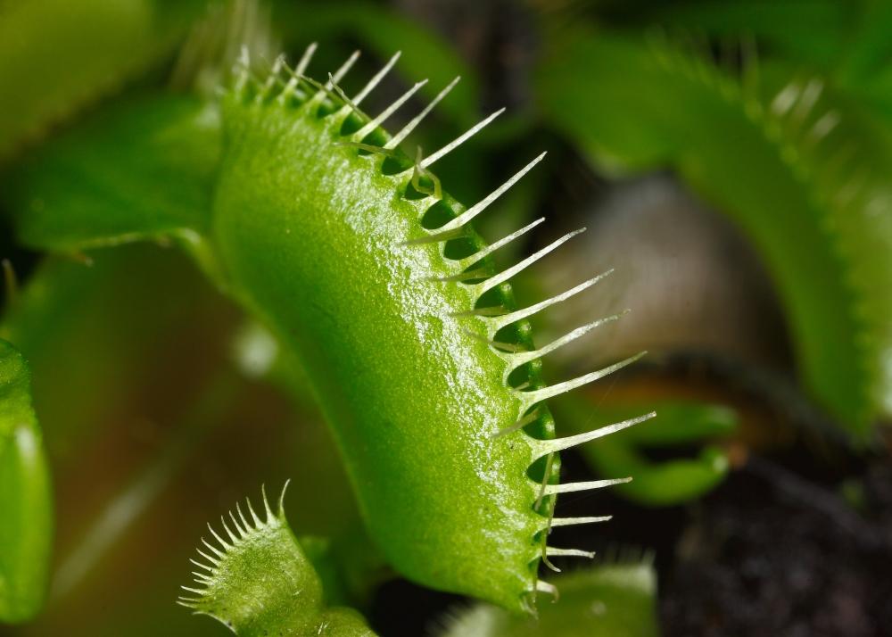 SAFLAX Венерина мухоловка - 10 семян - С горшечным субстратом для лучшего выращивания - Dionaea muscipula