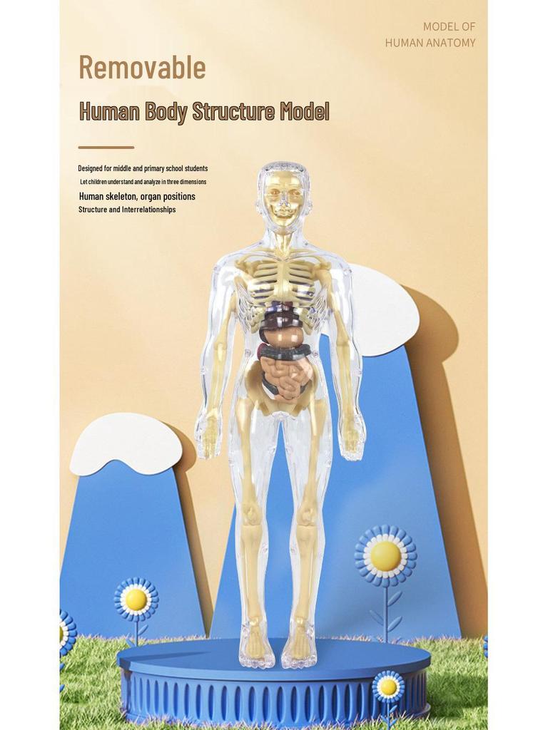 Children's Educational Anatomy Puzzle Toy - Cross-Border Human Skeleton Organ Assembly Model