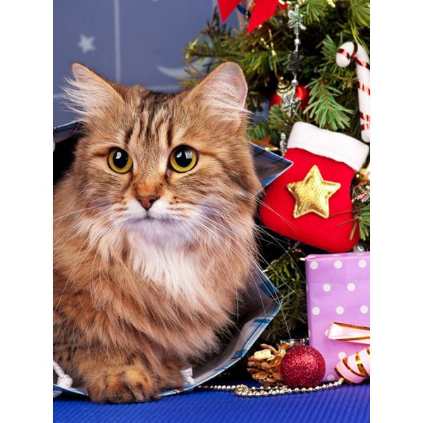 5D алмазная живопись животное кошка Алмазная вышивка Рождественский кот вышивка крестиком горный хрусталь картина мозаика набор Рождественский домашний декор