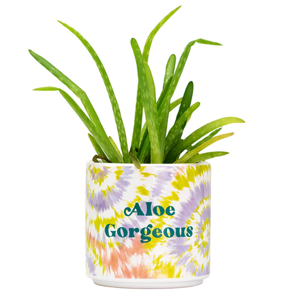 Tie Dye Planter (Small) (Aloe Gorgeous)