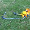 Portable Adjustable Bird Supplies Bird Leash Traction Strap Pet Training Rope Parrot Harness