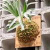 1Pcs Indoor Wood Staghorn Fern Hanging Board Wall Mounted Planter Vertical Garden Mounting Plate Indoor Wall Planter