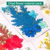 10 Pcs Pressed Dried Flowers Flat Real Dried Blooms All-Natural Colored Dried Flowers for DIY Crafts Scrapbooking Face Decoration