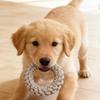 Чистка зубов Собаки устойчивые к укусам Хлопковая веревка для собак Устойчивая к износу на открытом воздухе Веревка для щенков Узел В помещении Питомцы Моляры Снять скуку