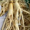 Ginseng Fresh Ginseng Geumsan Wholesale Ilbeongji Green Onion Wild Balsam 500g 1 Unit