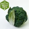 Бионическая модель фальшивых овощей Сценарий Макет Декор кухни Фотоаксессуары Сад Мягкое украшение Имитация овощей
