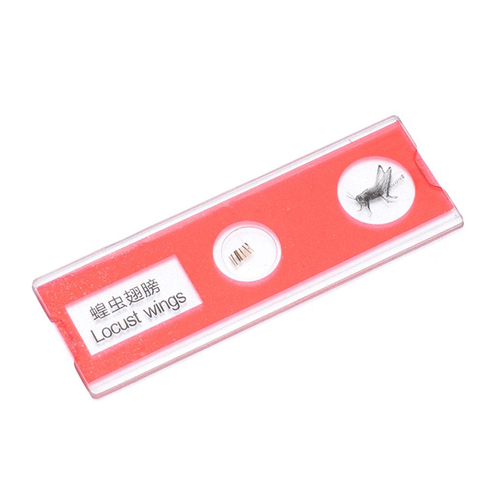 Образцы Микроскоп Образцы Готовые Слайды Пластиковые Слайды для Микроскопа Отличный Подарок Дети