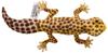 BH8140 HANSA Леопардовый геккон 26