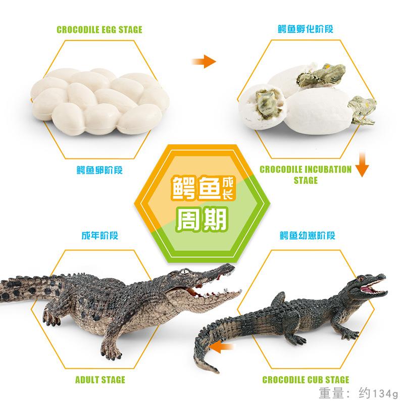 Simulated Forest Animal Crocodile Growth Cycle Chinese Alligator Growth Process Animal Model Doll Static Ornament