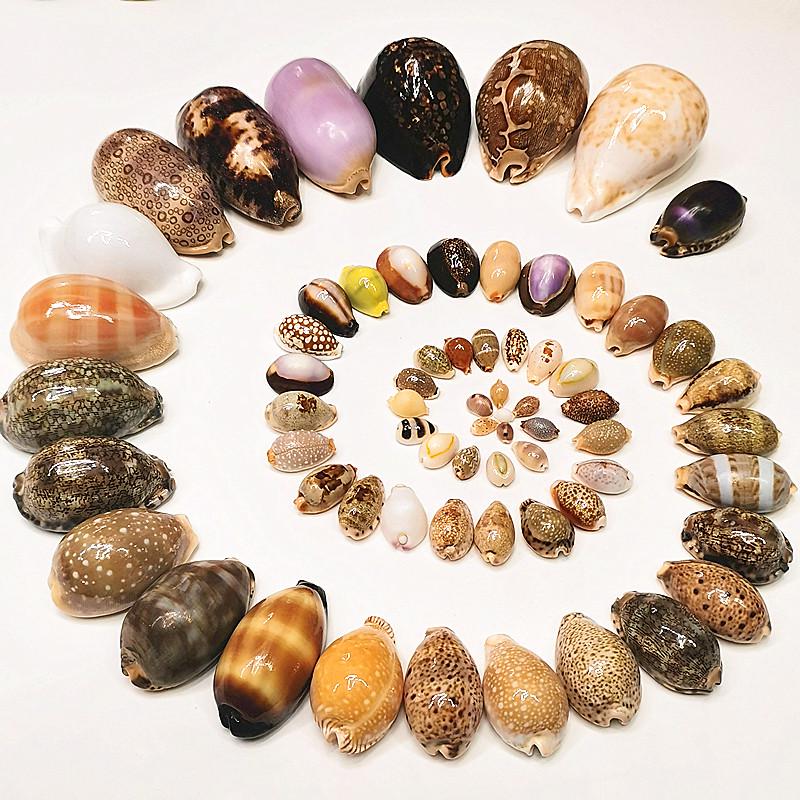 Редкий натуральный экземпляр раковины каури для аквариума или средиземноморского домашнего декора