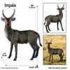 Cognitive Animal Model Toy: Dairy Cow, Buffalo, Yellow Cattle, Rhinoceros, Simmental Bull