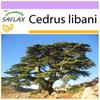 Lebanon Cedar - 20 Seeds - Cedrus Libani