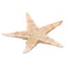 100 Pcs/package Shell Starfish Home Decoration Micro Landscape Craft Accessories