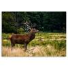Canvas Print, Deer On a Roar