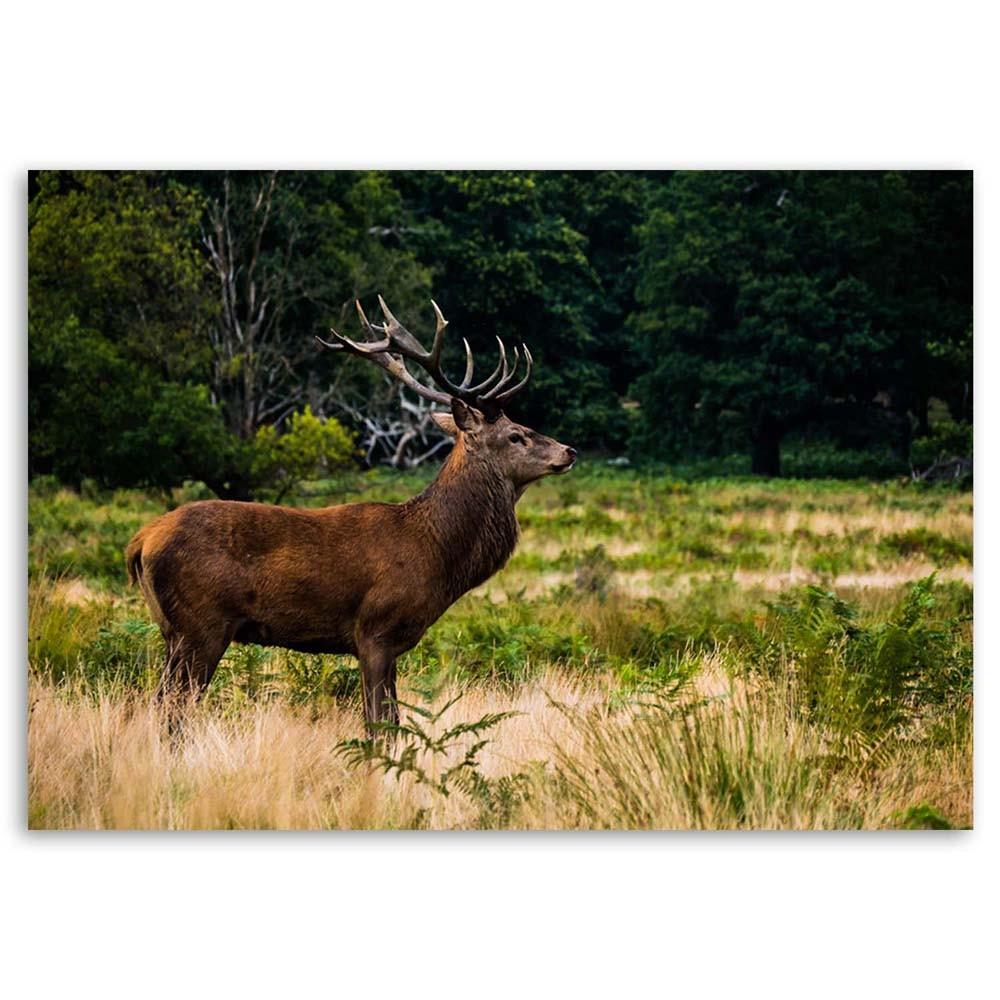 Canvas Print, Deer On a Roar