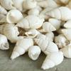 100 Pieces Small Sea Shell Beautiful Top Rare Real Conches Xmas Gift