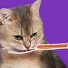 Кошачья squeezable кормушка Кошка Котёнок Влажный корм Ложка Полоска-squeezer Кормление в помещении и на улице Лижучий влажный корм Многофункциональная