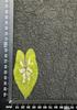 Colored Leaf Caladium Embossing: Rare Pressed Flower Specimen for Teaching & Photo Frames