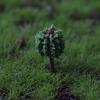 20 Pcs Shrub Vegetation Military Scene Sand Table Landscape Tree Model Deor
