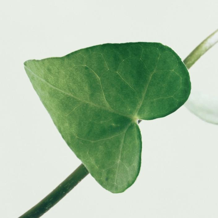 ABIB Успокаивающий тонер для лица, бустер для кожи