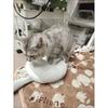Мягкая плюшевая кошка Секс-игрушки Зверушки Плюшевая игрушка Интерактивные кошки Кукла Игра для возбуждения Плюшевые аксессуары Новинка Товары для питомцев