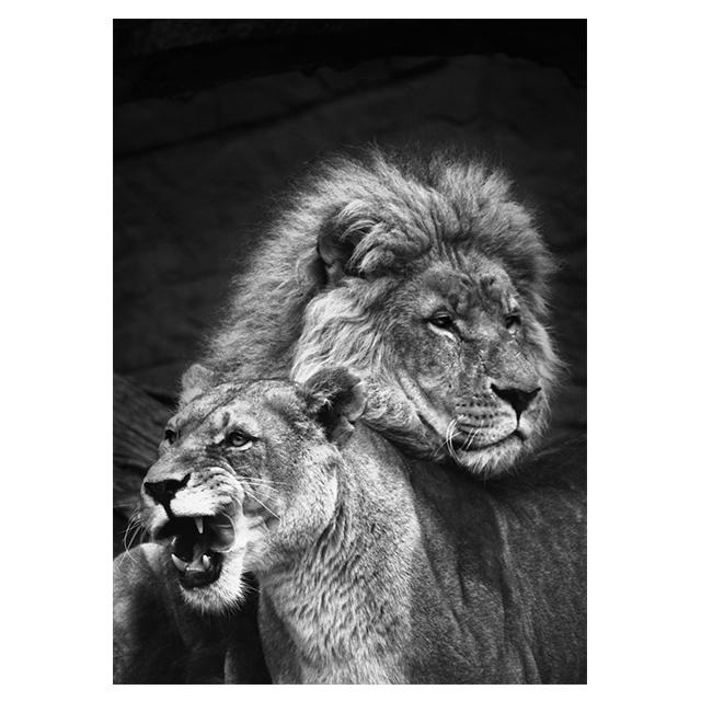 Animals Black And White Lions Love Family Prints Poster Canvas Painting Modern Wall Art Pictures Living Room Bedroom Home Decor