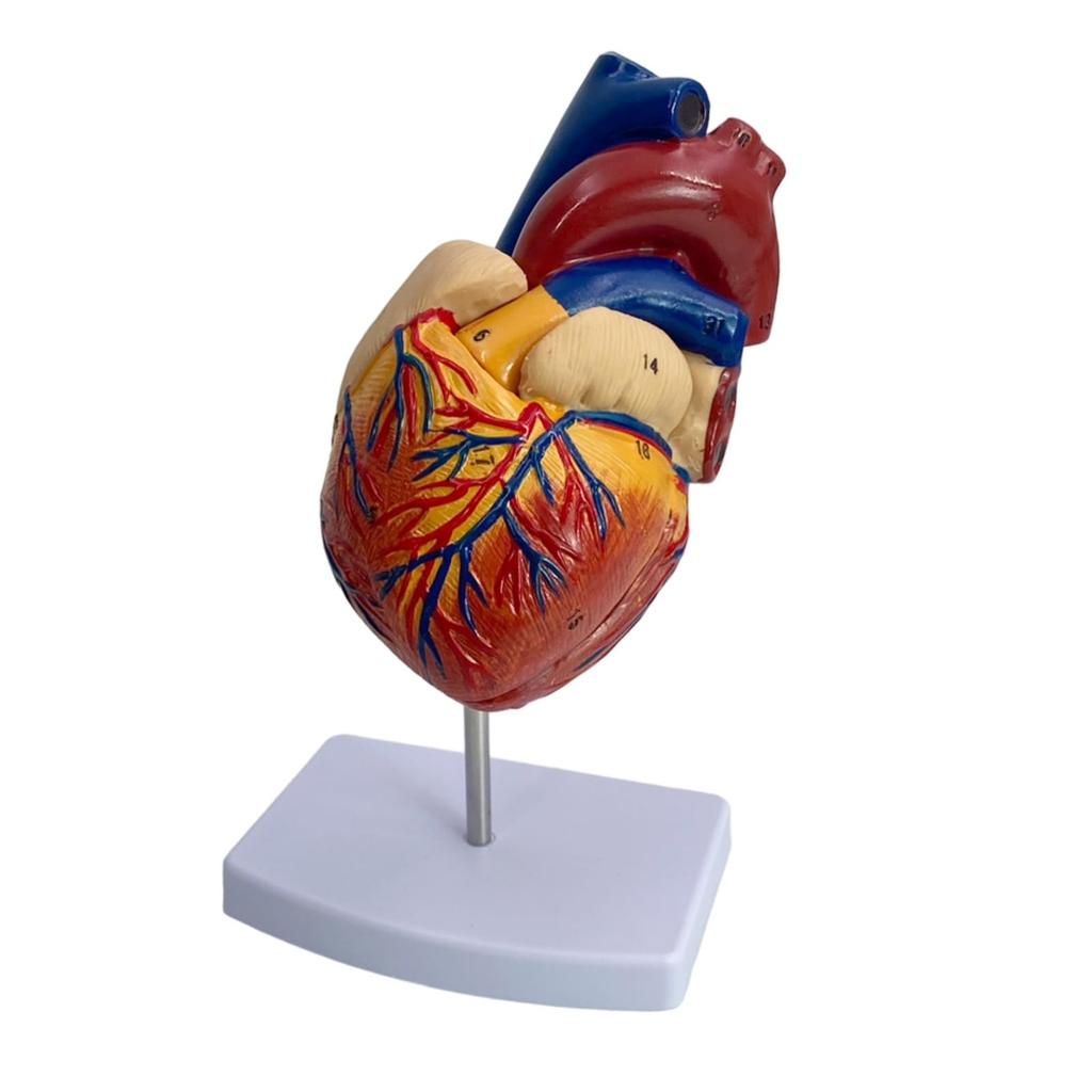 Lunari Heart Model, Life-Size 1:1 Human Anatomy Model, Full Color, with Stand, Educational, Anatomical Structure, Research, Training Materials