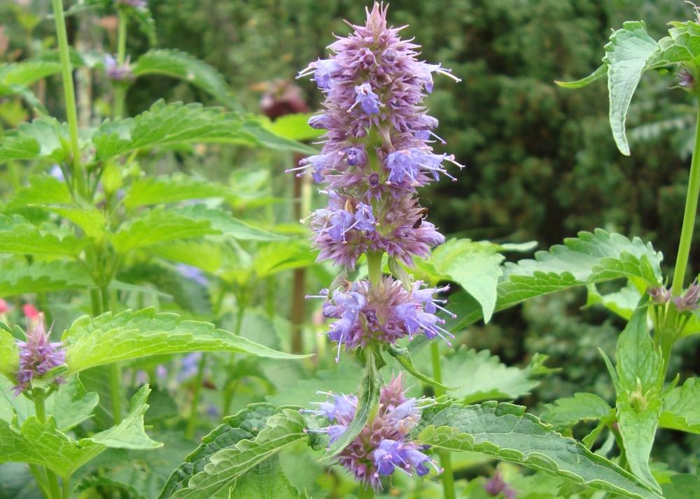 SAFLAX Garden in the Bag - Мята корейская - 1200 семян - С субстратом в подходящем пакете-стойке - Agastache Rugosa