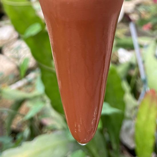 4 шт. шипов для полива в форме кактуса, терракотовые глиняные колышки для растений с самополивом, шипы для полива с медленным высвобождением для комнатных и уличных растений