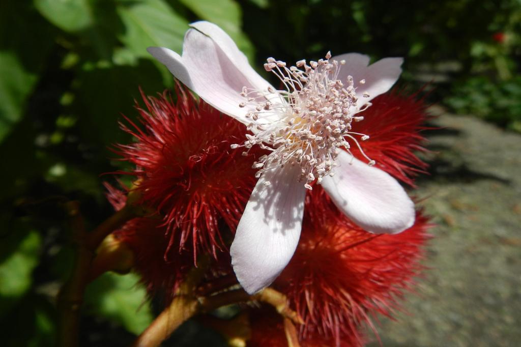 SAFLAX Подарочный набор - Дерево для губной помады - 20 семян - С подарочной коробкой, карточкой, этикеткой и субстратом для цветов - Bixa orellena