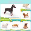 Dog Model Pvc With Doberman Shiba Inu Poodle Samoyed For Display Gift And