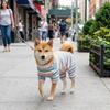 Elastic Colorful Striped Dog Jumpsuits Cotton Cat Pajamas Puppy Rompers  Indoor Wear
