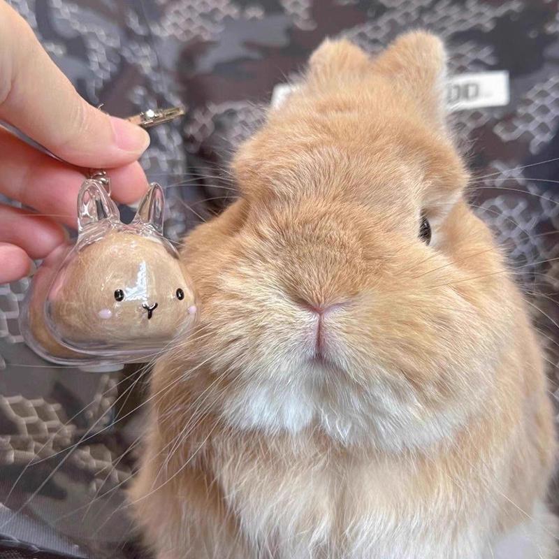 Rabbit Shape Storage Pendant Large Capacity Transparent Design Eco Friendly Material Multi Functional Organizer For Pet Hair Sma