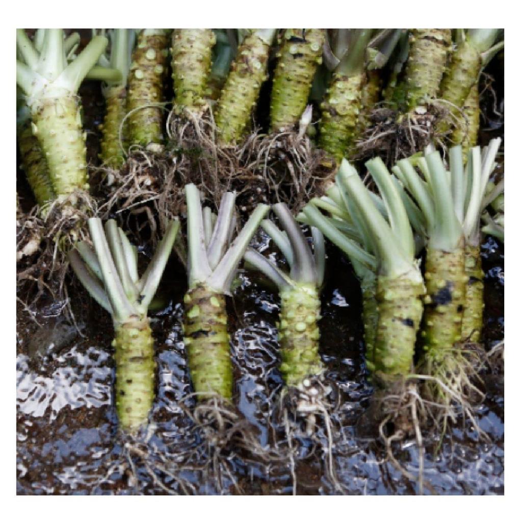 Набор для сравнения вкусов васаби Kameya Тертый васаби 42 г Крупнотертый васаби 50 г Васаби Печать управления продукцией Giflow Shizuoka Wasabi +